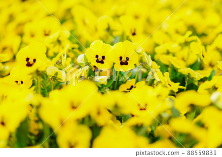 Happy smiling pansy 88559831