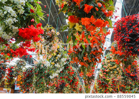 Colorful begonia garden 88559845