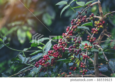 Ripe Red coffee bean berry plant fresh seed coffee tree growth in green eco organic farm. Close up red ripe seed robusta arabica berries harvest for  coffee garden. Fresh coffee bean green leaf bush 88559923