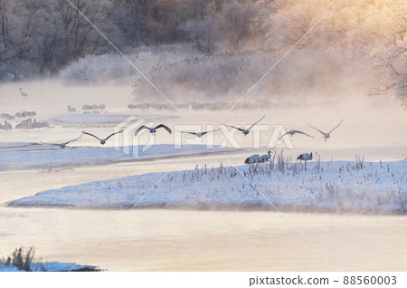 Tancho (Hokkaido · Tsurui) flying from the roost surrounded by ice Tancho (Hokkaido · Tsurui) flying from the roost surrounded by ice 88560003