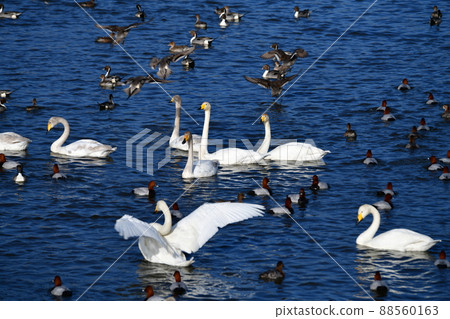 大天鵝家庭。日本。千葉縣。 2022 年 3 月 14 日。鳥類圖片素材 大天鵝家庭。日本。千葉縣。 2022 年 3 月 14 日。鳥類圖片素材 88560163