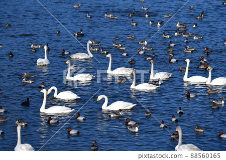 大天鵝家庭。日本。千葉縣。 2022 年 3 月 14 日。鳥類圖片素材 大天鵝家庭。日本。千葉縣。 2022 年 3 月 14 日。鳥類圖片素材 88560165
