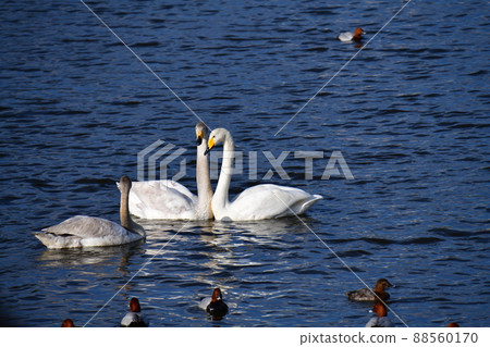 親子心。大天鵝家族。日本。千葉縣。 2022 年 3 月 14 日。鳥類圖片素材 親子心。大天鵝家族。日本。千葉縣。 2022 年 3 月 14 日。鳥類圖片素材 88560170