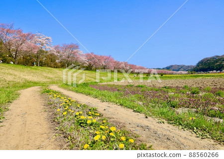 櫻花在Ainoguchi水上公園 88560266