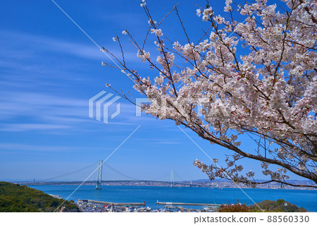 透過櫻花觀賞橫跨兵庫縣本州和淡路島的明石海峽大橋 透過櫻花觀賞橫跨兵庫縣本州和淡路島的明石海峽大橋 88560330