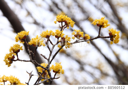 三樹魚01 88560512