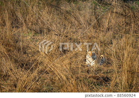 wild adult bengal female tiger sitting in grass in winter morning light natural scenic background at dhikala zone of jim corbett national park tiger reserve uttarakhand india - panthera tigris tigris 88560924