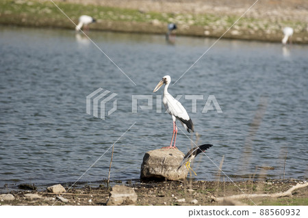 Asian openbill stork or Anastomus oscitans bird portrait perched on big rock near water body at ranthambore national park forest reserve rajasthan india Asian openbill stork or Anastomus oscitans bird portrait perched on big rock near water body at ranthambore national park forest reserve rajasthan india 88560932