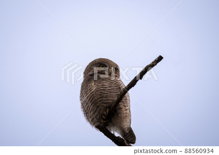 Jungle owlet or barred jungle owlet or Glaucidium radiatum perched in dhikala zone of jim corbett national park or forest reserve uttarakhand india asia 88560934
