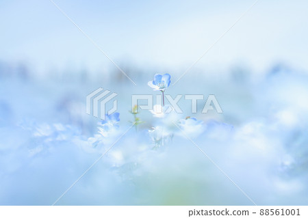 Nemophila in blue 88561001