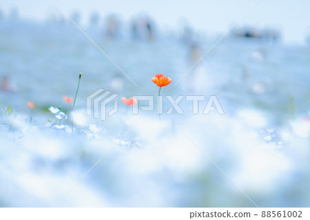 Poppy in nemophila Poppy in nemophila 88561002