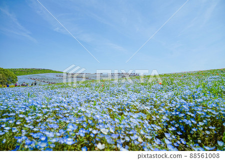 Blue sky and nemophila field 88561008