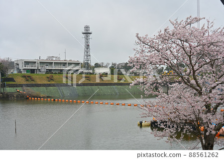 Lake Kameyama and Sakura 88561262