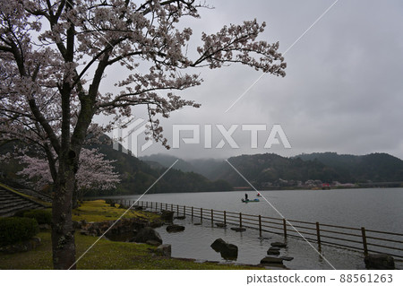 Lake Kameyama and Sakura 88561263