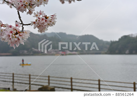 Lake Kameyama and Sakura 88561264