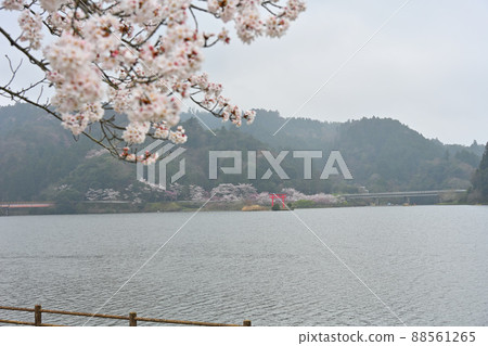 Lake Kameyama and Sakura 88561265