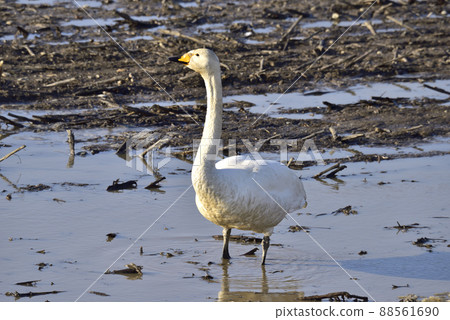 Swans gathering in the thaw field Swans gathering in the thaw field 88561690