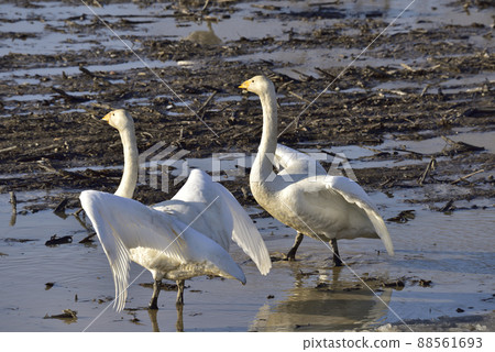 Swans gathering in the thaw field Swans gathering in the thaw field 88561693