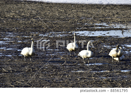 Swans gathering in the thaw field Swans gathering in the thaw field 88561795