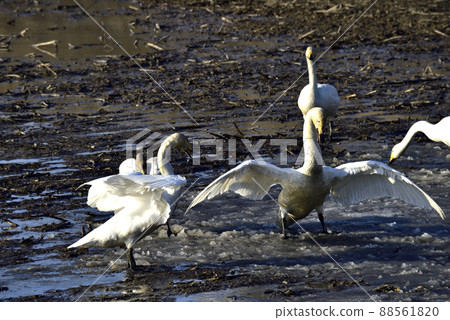 Swans gathering in the thaw field Swans gathering in the thaw field 88561820