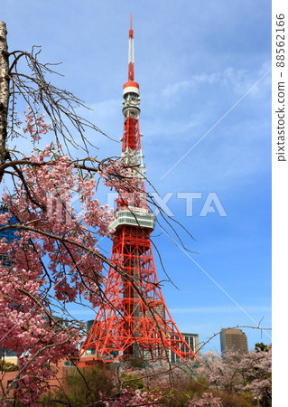 View of Tokyo Tower with Sakura, cherry blossoms, in front as seen from Shiba Park View of Tokyo Tower with Sakura, cherry blossoms, in front as seen from Shiba Park 88562166