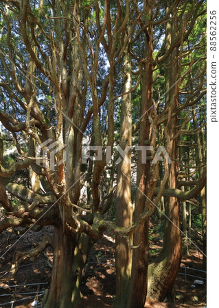 Takamori Cedar, a giant tree over 400 years old 88562256