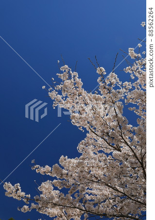 櫻花盛開的美麗景色映襯著藍天 88562264