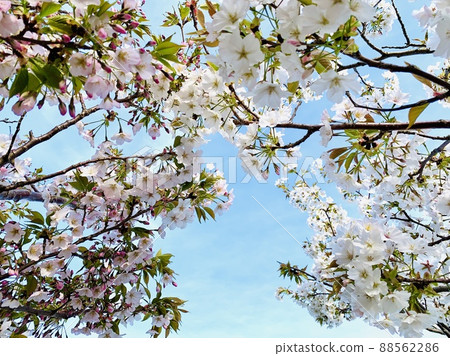 Cherry blossoms (Cerasus spachiana) and blue sky [Kira Sunrise Park / Nishio City, Aichi Prefecture] 88562286
