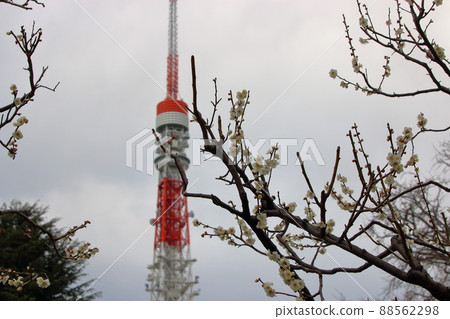 Tokyo Tower as seen from Shiba Park with sakura blooming in front Tokyo Tower as seen from Shiba Park with sakura blooming in front 88562298
