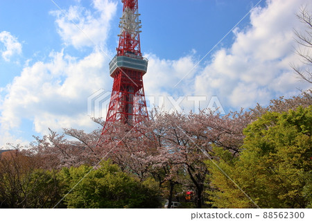 Tokyo Tower as seen from Shiba Park with sakura blooming in front Tokyo Tower as seen from Shiba Park with sakura blooming in front 88562300