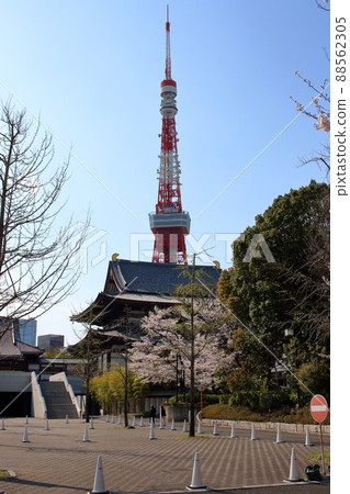 Tokyo Tower as seen from Shiba Park with sakura blooming in front Tokyo Tower as seen from Shiba Park with sakura blooming in front 88562305