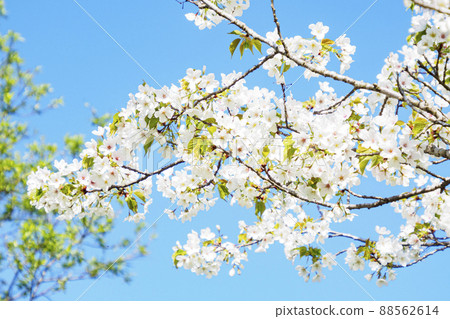 Oshima cherry tree in full bloom Oshima cherry tree in full bloom 88562614