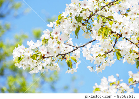 Oshima cherry tree in full bloom Oshima cherry tree in full bloom 88562615