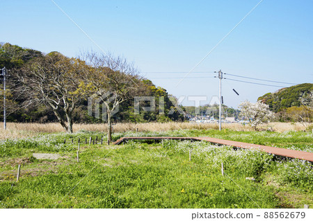 沼澤泉 沼澤泉 88562679