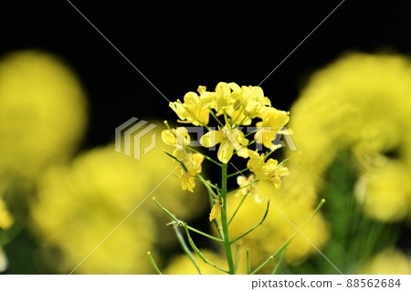Rape blossoms on a black background Rape blossoms on a black background 88562684