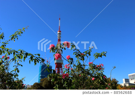 Tokyo Tower shown with flowering trees in front as seen from Shiba Park Tokyo Tower shown with flowering trees in front as seen from Shiba Park 88562688