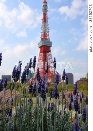 Tokyo Tower shown with flowering trees in front as seen from Shiba Park 88562708