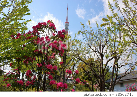 Tokyo Tower shown with flowering trees in front as seen from Shiba Park Tokyo Tower shown with flowering trees in front as seen from Shiba Park 88562713