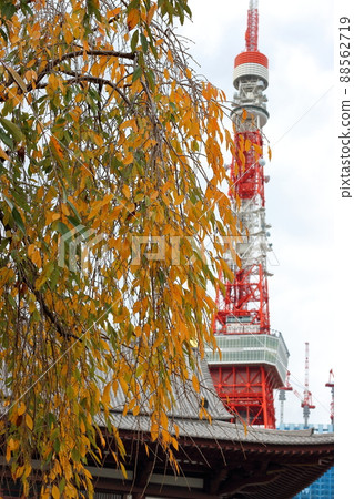 Tokyo Tower shown with flowering trees in front as seen from Shiba Park Tokyo Tower shown with flowering trees in front as seen from Shiba Park 88562719