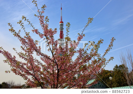 Tokyo Tower shown with flowering trees in front as seen from Shiba Park Tokyo Tower shown with flowering trees in front as seen from Shiba Park 88562723