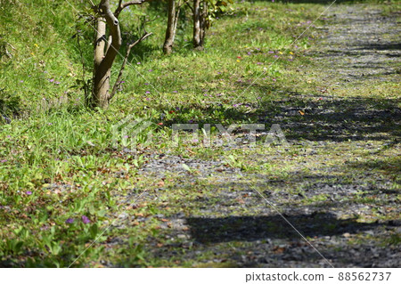 Approach to Yamadera Approach to Yamadera 88562737