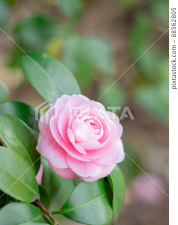 Maiden camellia blooming in the English garden 88562805