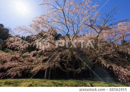 Ryoke Sakura 2022 Ryoke Sakura 2022 88562955