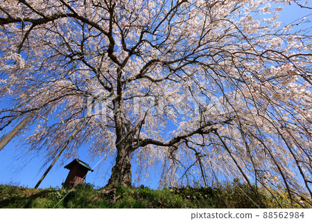 Weeping cherry tree in the immediate area Weeping cherry tree in the immediate area 88562984