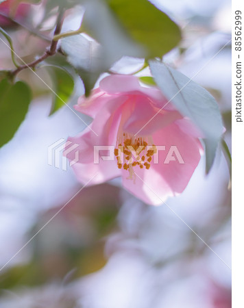 Camellia (Akira of the port) Camellia (Akira of the port) 88562999
