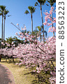 Spring beautiful cherry blossoms 88563223