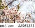 Spring beautiful cherry blossoms 88563225
