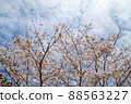Spring beautiful cherry blossoms 88563227