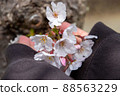 Spring beautiful cherry blossoms 88563229