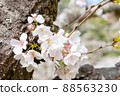 Spring beautiful cherry blossoms 88563230